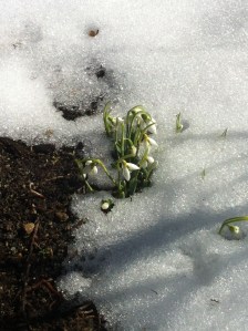 Hardy Snowdrops!