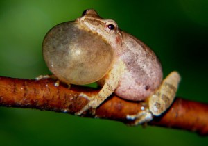 Spring Peeper 3