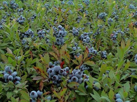 Blueberries