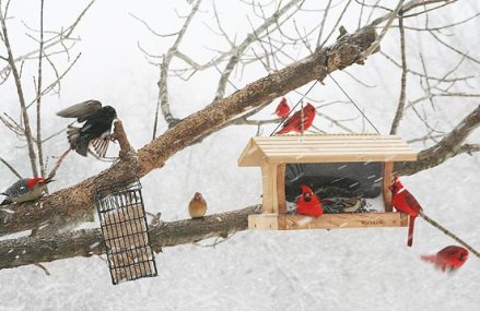 all_seasons_shelter