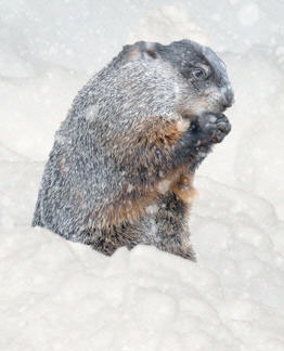 snowy-groundhog