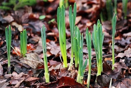 spring_1236357528_crop_500x333