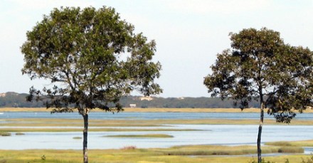 barnstable-great-marsh-wildlife-sanctuary